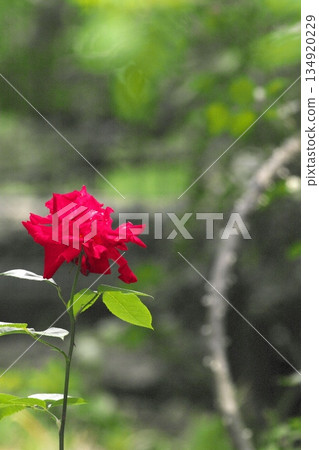 初夏盛開的五彩玫瑰 ‗250608_290 初夏盛開的五彩玫瑰 ‗250608_290 134920229