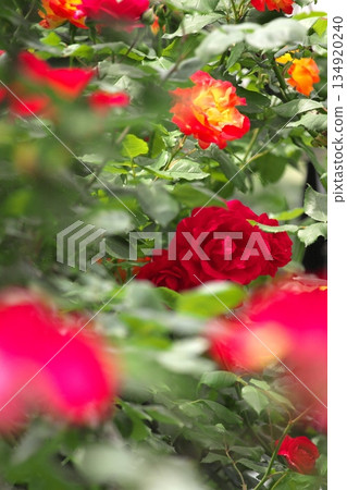 Colorful roses blooming in early summer ‗250608_279 Colorful roses blooming in early summer ‗250608_279 134920240