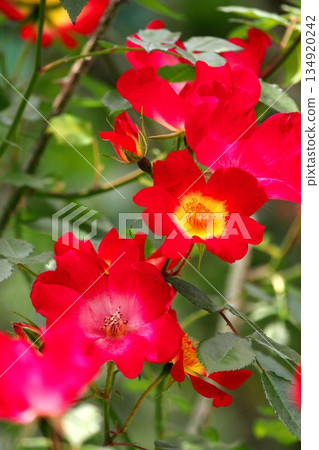 Colorful roses blooming in early summer ‗250608_277 Colorful roses blooming in early summer ‗250608_277 134920242