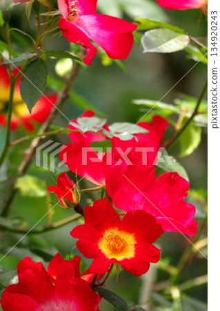 Colorful roses blooming in early summer ‗250608_276 Colorful roses blooming in early summer ‗250608_276 134920243