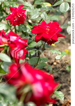 Colorful roses blooming in early summer ‗250608_219 Colorful roses blooming in early summer ‗250608_219 134920253