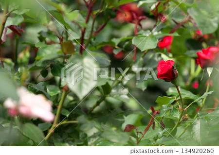 Colorful roses blooming in early summer ‗250608_212 134920260