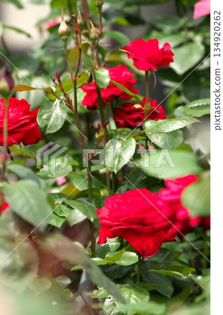 Colorful roses blooming in early summer ‗250608_210 Colorful roses blooming in early summer ‗250608_210 134920262