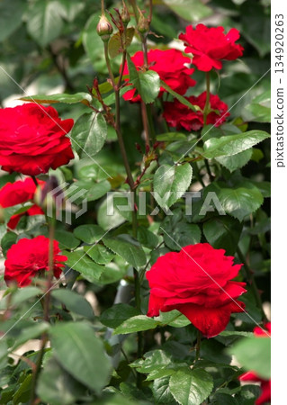 Colorful roses blooming in early summer ‗250608_209 134920263