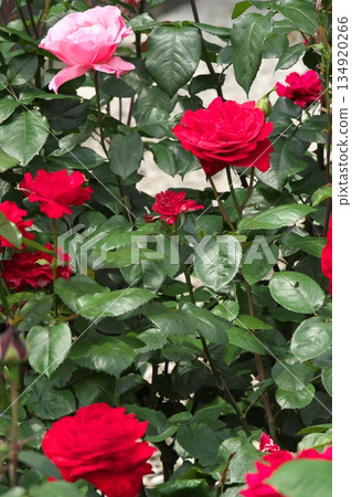 Colorful roses blooming in early summer ‗250608_206 134920266