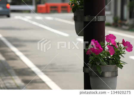 初夏盛開的五彩玫瑰 ‗250608_244 初夏盛開的五彩玫瑰 ‗250608_244 134920275