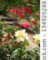 Colorful roses blooming in early summer ‗250608_230 134920288
