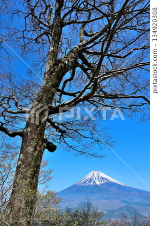 Mount Echizen in the Ashitaka Mountains: Mount Fuji towering over the forest in early spring Mount Echizen in the Ashitaka Mountains: Mount Fuji towering over the forest in early spring 134920308