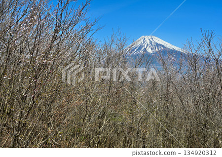 足座山脈的越前山,富士見台和富士山上的櫻花盛開。 足座山脈的越前山,富士見台和富士山上的櫻花盛開。 134920312