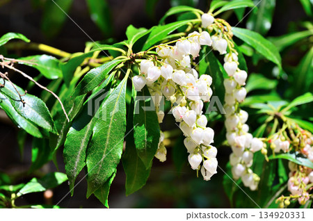 足座山脈越前山－仙女花 134920331