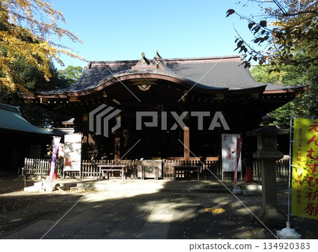 Shibuya Hikawa Shrine in autumn with beautiful yellow ginkgo leaves 134920383
