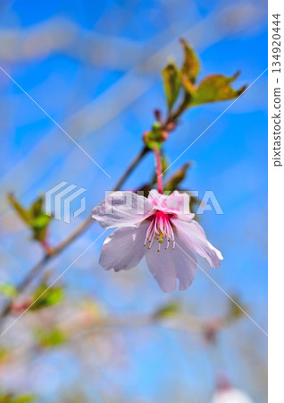 Mount Horai (Mount Horai) in the Aitaka Mountains: Mamezakura 134920444