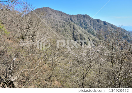 足座山脈：春季櫻花盛開時，從喚子山眺望越前山 134920452