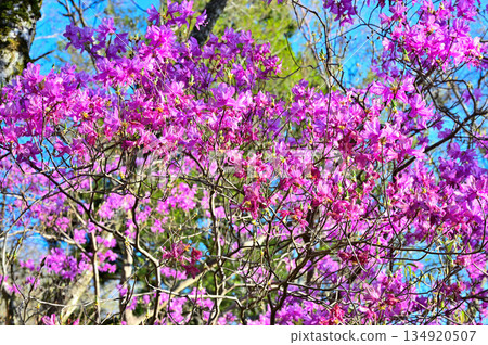Mitsuba azalea blooming on the Osawa route of Mount Echizen in the Aitaka mountain range 134920507