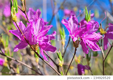 Mitsuba azalea blooming on the Osawa route of Mount Echizen in the Aitaka mountain range Mitsuba azalea blooming on the Osawa route of Mount Echizen in the Aitaka mountain range 134920520