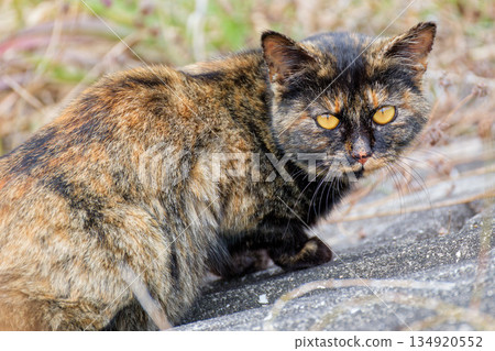 A small stray tabby cat A small stray tabby cat 134920552