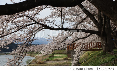 櫻花美景:檜木內河岸邊的染井吉野櫻花樹 櫻花美景:檜木內河岸邊的染井吉野櫻花樹 134920625