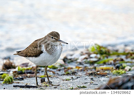 Common Sandpiper (Actitis hypoleucos), Greece Common Sandpiper (Actitis hypoleucos), Greece 134920662
