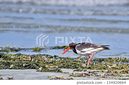Haematopus ostralegus (Eurasian Oystercatcher, Pied Oystercatcher), Greece 134920664