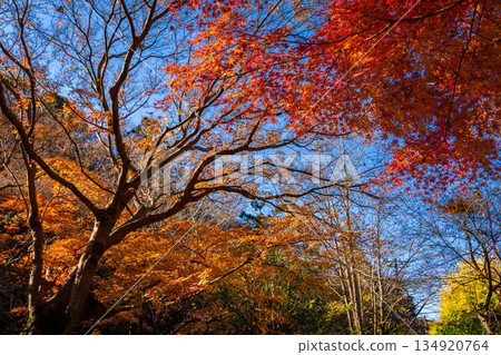 Autumn leaves and clear blue skies at Meigetsuin Temple in Kamakura Autumn leaves and clear blue skies at Meigetsuin Temple in Kamakura 134920764