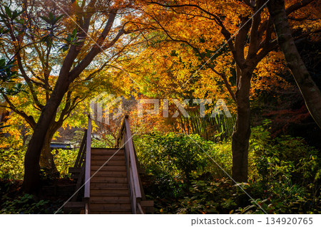 A garden with autumn leaves at Meigetsuin Temple in Kamakura in autumn 134920765