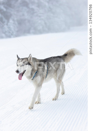 Siberian Husky dog walking, winter snow 134920766