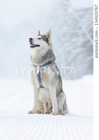 Husky dog sitting in snow smiling Husky dog sitting in snow smiling 134920767
