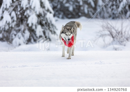 Siberian Husky dog walking, winter forest Siberian Husky dog walking, winter forest 134920768