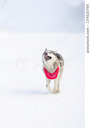 Siberian Husky dog running, winter snow Siberian Husky dog running, winter snow 134920769