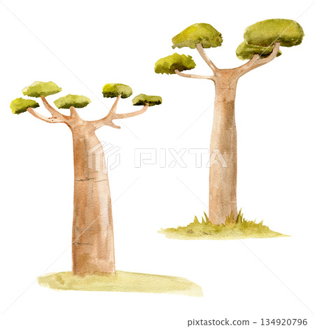 Hand-painted watercolor two baobab trees illustration. African savanna nature art, safari landscape 134920796