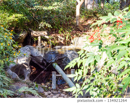 The red fruits of the Manryo tree and the elegant stone basin The red fruits of the Manryo tree and the elegant stone basin 134921264