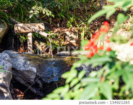 萬陵樹的紅色果實和優雅的石盆 萬陵樹的紅色果實和優雅的石盆 134921265