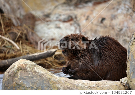 American beaver portrait in landscape orientation American beaver portrait in landscape orientation 134921267