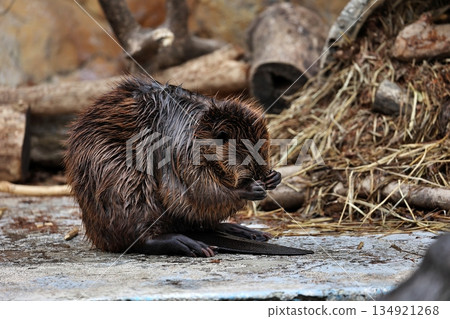 American beaver coming onto land to groom itself American beaver coming onto land to groom itself 134921268