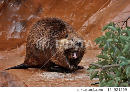 美洲海狸張著嘴，伸出舌頭 134921269