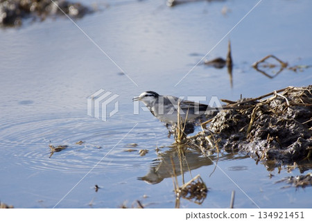 Wagtail / Japan 134921451