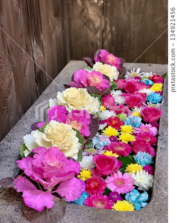 愛知縣岡崎市菅尾神宮的新年花卉水池（牡丹、玫瑰、非洲菊、菊花）美輪美奐 134921456