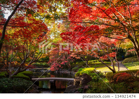 秋季，東京大田黑公園的花園被五彩斑斕的秋葉裝飾一新。 134921474