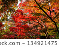 Bright red autumn leaves seen at Otaguro Park in Tokyo in autumn 134921475
