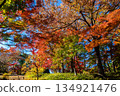 Colorful autumn leaves and clear blue skies at Tonogayato Garden in Tokyo in autumn 134921476