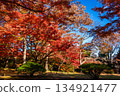 Bright red autumn leaves and clear blue skies at Tonogayato Garden in Tokyo in autumn 134921477