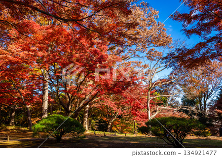 Bright red autumn leaves and clear blue skies at Tonogayato Garden in Tokyo in autumn Bright red autumn leaves and clear blue skies at Tonogayato Garden in Tokyo in autumn 134921477