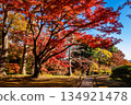 Bright red autumn leaves and clear blue skies at Tonogayato Garden in Tokyo in autumn 134921478