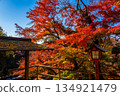 Bright red autumn leaves and clear blue skies at Todoroki Fudoson Temple in Tokyo in autumn 134921479