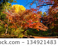 Colorful autumn leaves and clear blue skies at Todoroki Fudoson Temple in Tokyo in autumn 134921483