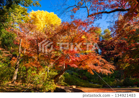 秋季，東京轟不動尊寺的秋葉色彩斑斕，天空湛藍清澈。 134921483