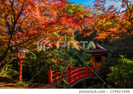 Bentendo Hall surrounded by autumn leaves and blue sky at Todoroki Fudoson Temple in Tokyo in autumn Bentendo Hall surrounded by autumn leaves and blue sky at Todoroki Fudoson Temple in Tokyo in autumn 134921486