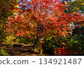 Autumn scenery at Todoroki Fudoson Temple in Tokyo 134921487