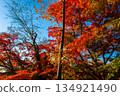Autumn leaves shining against the blue sky at Todoroki Fudoson Temple in Tokyo 134921490