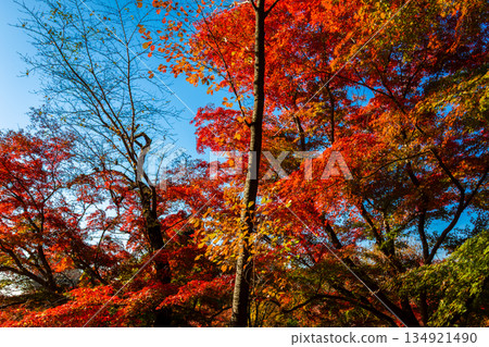 東京轟不動尊寺的秋葉在藍天的襯托下閃閃發光 134921490